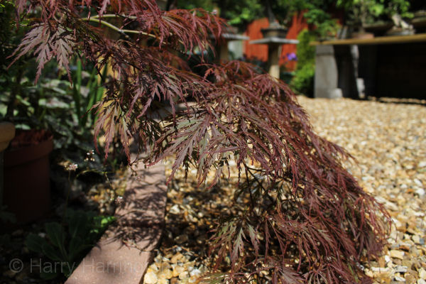 acer palmatum dissectum